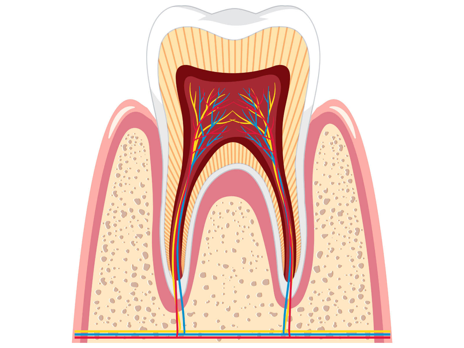 Do Root Canals Hurt? Pain Levels, Myths, and Facts